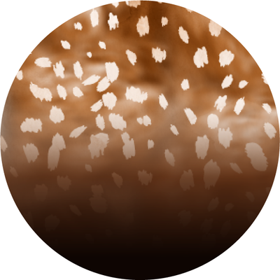 The Figgy Pudding