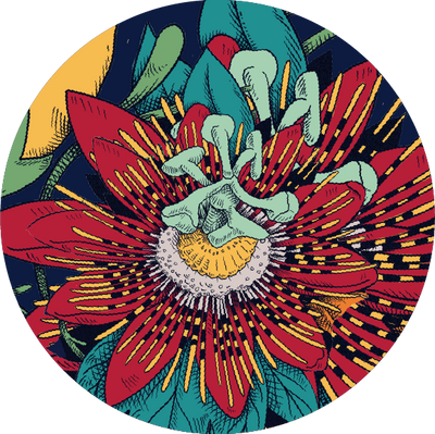 The Peacock Scallop