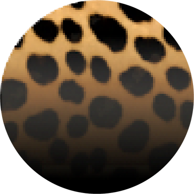The Figgy Pudding
